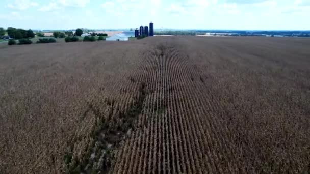 Ladang Jagung Udara Pertanian Kentucky Flyover — Stok Video