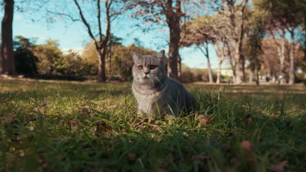 Gatto Carino Seduto Sull Erba Nel Parco Mattino Grande Mottes — Video Stock