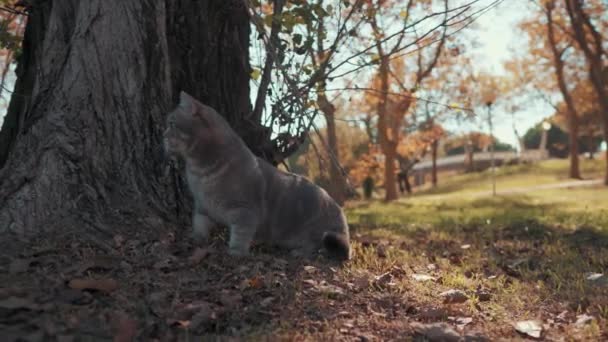 Chat Mignon Est Assis Côté Arbre Observe Tout Autour Parc — Video