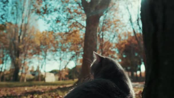 Симпатичная Кошка Потерялась Парке Солнечный День — стоковое видео