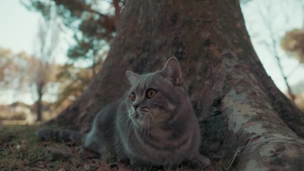 Egy Macska Jelenet Sarkában Figyeli Mozgást Parkban Grande Mottes Montpellier — Stock videók