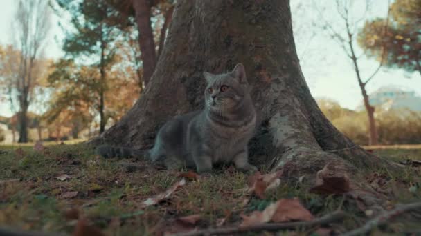 Gato Está Sentado Debaixo Uma Árvore Observando Tudo Redor Parque — Vídeo de Stock