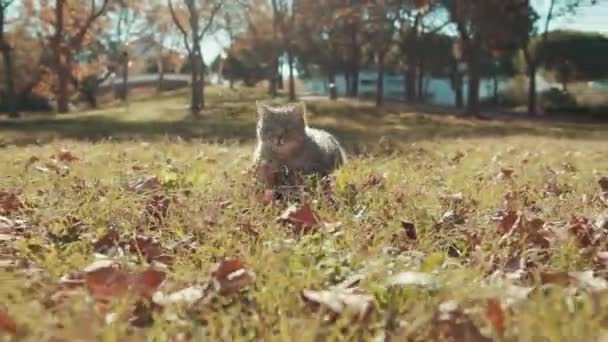 猫は朝の公園の晴れた日の真ん中の牧草地で速く動いています グランデ モッツ フランス — ストック動画