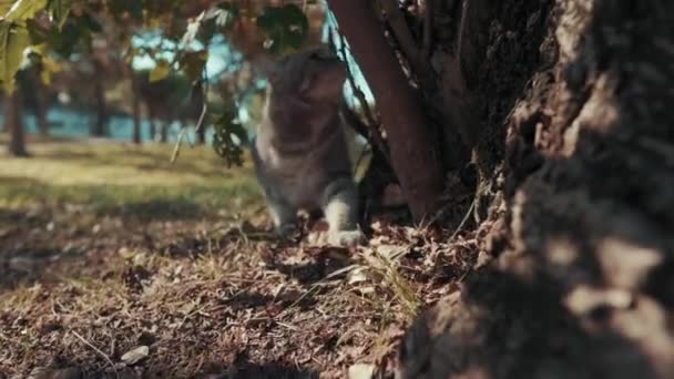 猫が公園の木のすぐ隣で何かを探しています — ストック動画