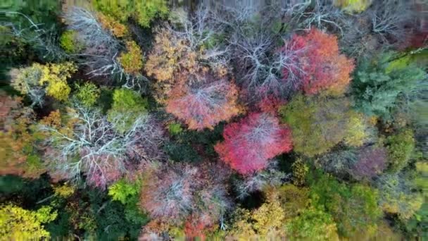 Κορυφές Δέντρων Στο Φθινόπωρο Εναέρια Pullout Μπλε Βουνά Κορυφογραμμή Κοντά — Αρχείο Βίντεο