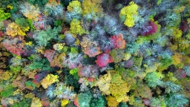 北カロライナ州のブーン近くの滝の木の頂への空中プッシュ — ストック動画