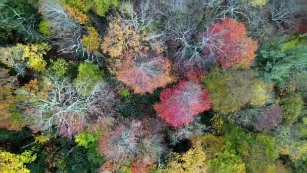 Aerial Pullout Fall Tree Canopy Boone Blowing Rock North Carolina — Stock Video