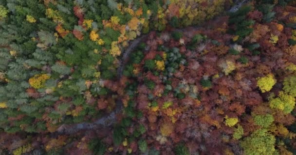 Повітряні Кадри Піренейського Гірського Лісу Дороги Восени Півночі Іспанії Під — стокове відео