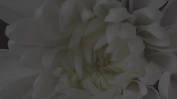 ブルームで新鮮な白い花のクローズアップショット エレガントなウェディングブーケ — ストック動画