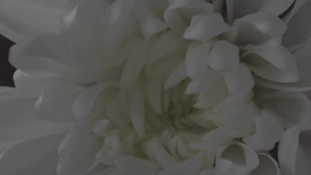 Крупный План Красивого Белого Цветка Натуральным Ароматом — стоковое видео