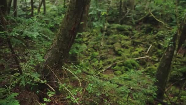 Haunted Forest Von Aokigahara Regen Pan Rack Fokus Enthüllt Schuss — Stockvideo