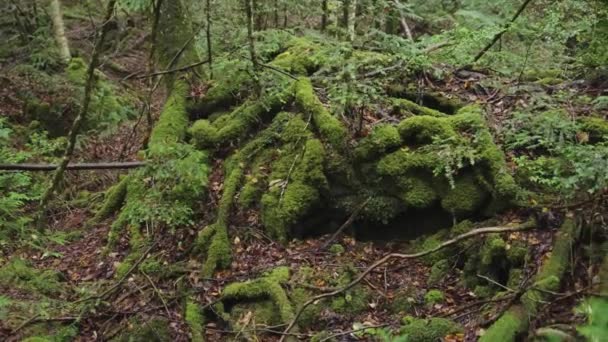 Moss Cobriu Raízes Árvores Torcidas Floresta Aokigahara Japão Tempo Chuvoso — Vídeo de Stock