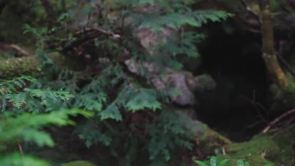 雨の中 日本の青木ヶ原苔むした森 — ストック動画