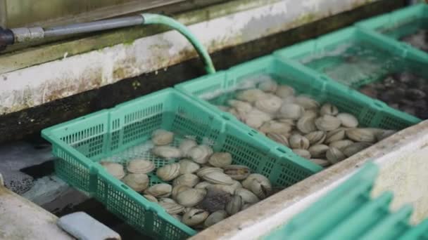 Herzmuscheln Auf Dem Fischmarkt Japan Kada Port Wakayama — Stockvideo