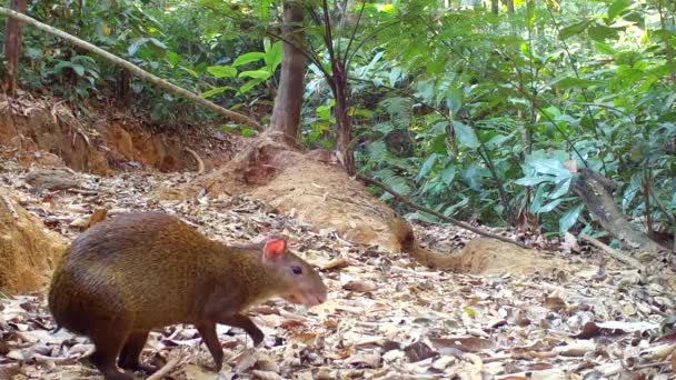 Aranyos Agouti Közelsége Esőerdők Élővilága — Stock videók