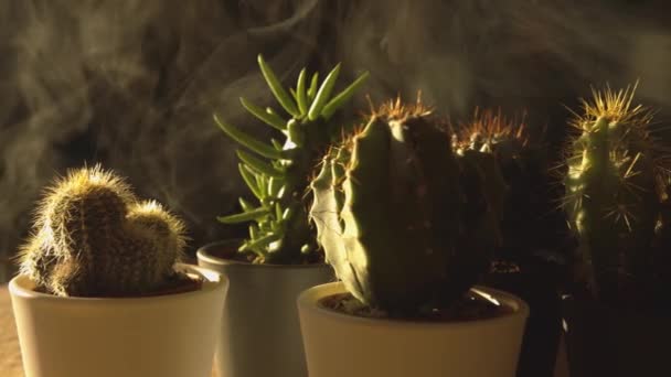 Διαφορετικό Σχήμα Στο Σπίτι Μικροί Κάκτοι Και Ζουμερά Φυτά Γλάστρες — Αρχείο Βίντεο