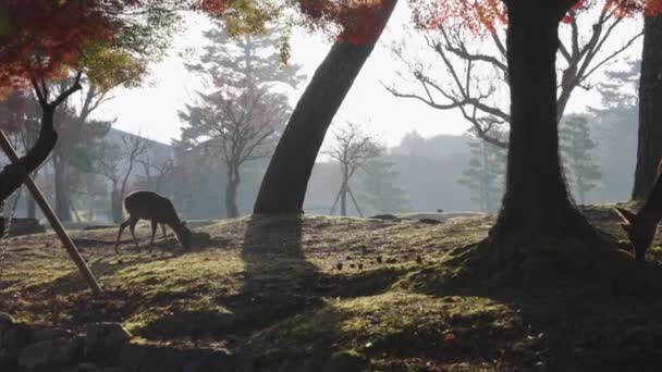 Ciervo Joven Amanecer Nara Park Colores Otoñales Árboles Arce — Vídeos de Stock