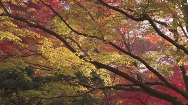 Sabahın Erken Saatlerinde Japon Akçaağaç Ağaçlarında Ilık Sonbahar Renkleri — Stok video