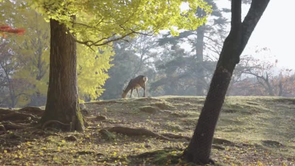 Jeleń Jesienią Drzewa Ginkgo Żółkną Nara Japonia — Wideo stockowe