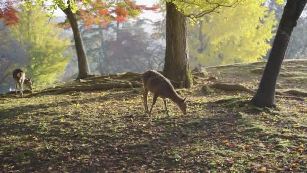 Jesienne Liście Spadające Nara Japonia Wschód Słońca Jako Jeleń Szukaj — Wideo stockowe