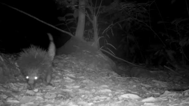 Rainforest Night Wildlife Porcupine Amazon — Stock Video