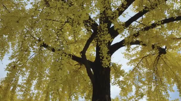 Drzewo Ginkgo Pełnym Żółtym Kolorze Jesieni Pan Przez Drzewo — Wideo stockowe