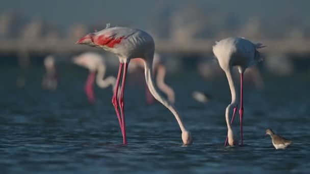 Vinter Flyttande Fåglar Större Flamingos Vandrar Grunda Havsbottnar Vid Lågvatten — Stockvideo