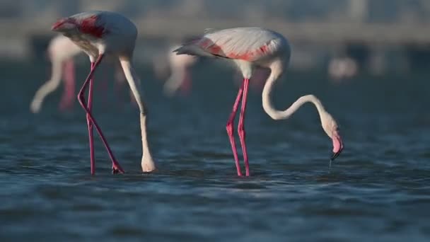 Зимние Мигрирующие Птицы Большие Фламинго Бродят Мелким Морским Болотам Время — стоковое видео