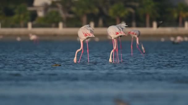 Winter Zugvögel Große Flamingos Wandern Bei Ebbe Flachen Meer Bahrain — Stockvideo