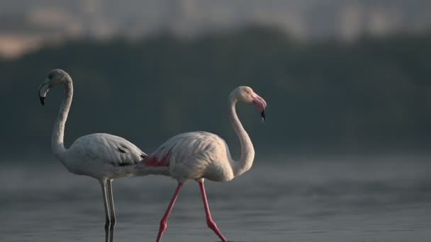 Inverno Uccelli Migratori Greater Flamingos Vagano Nelle Acque Poco Profonde — Video Stock