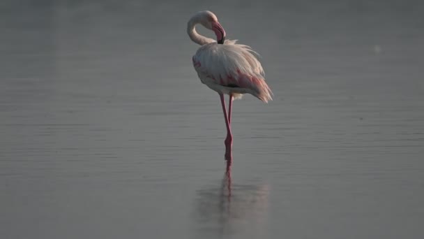 Zimowe Ptaki Wędrowne Większy Flamingo Wędrujący Płytkich Wodach Morskich Czyszczący — Wideo stockowe