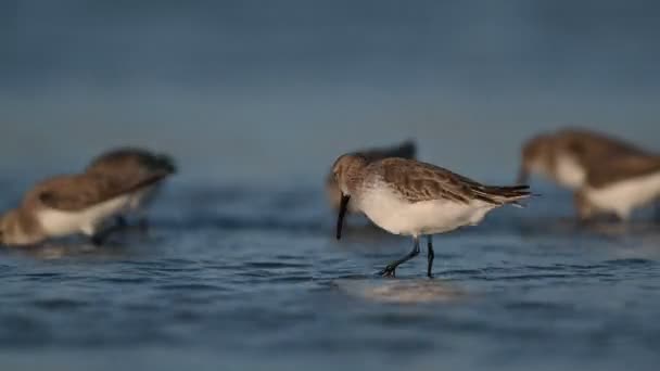 Uccelli Invernali Curlew Sandpiper Vagando Cerca Cibo Nella Bassa Marea — Video Stock