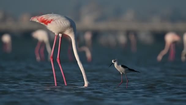 Zima Ptaki Wędrowne Większe Flamingi Wędrujące Płytkich Wodach Morskich Podczas — Wideo stockowe