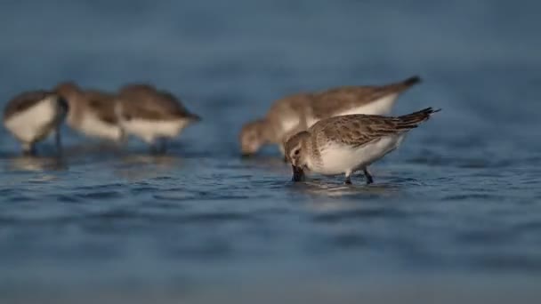 Uccelli Invernali Curlew Sandpiper Vagando Cerca Cibo Nella Bassa Marea — Video Stock