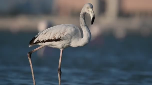 Ранним Утром Юный Фламинго Бродит Едой Мелководном Побережье Бахрейна — стоковое видео