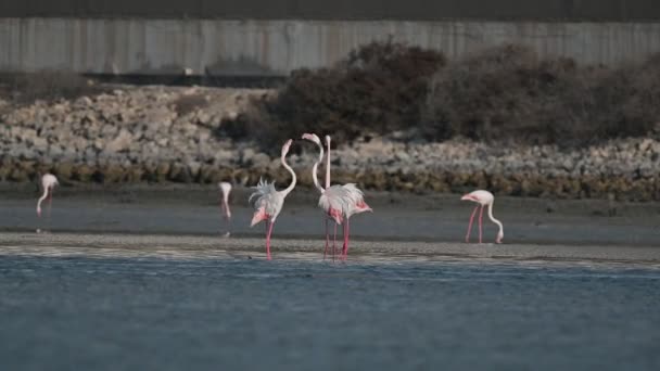 Aves Migratórias Inverno Flamingos Maiores Vagando Nas Águas Rasas Mar — Vídeo de Stock