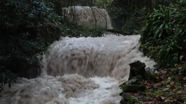 強い川の洪水と激しい雨の後の泥だらけの水でぬれた野生の風景 枝は川の流れと共に動く — ストック動画