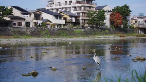 Kamogawa River Kyoto Peace Neighborhood Background Japan — 图库视频影像