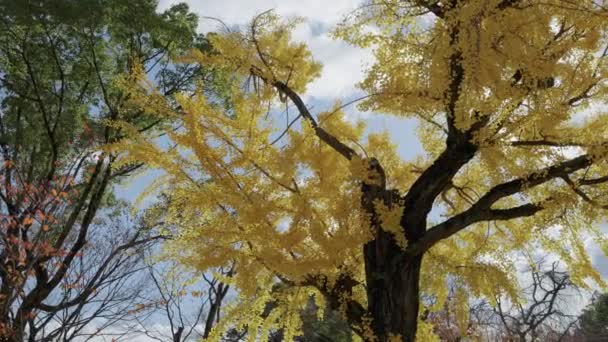 Ginkgo Biloba Tree Fall Yellow Colors Osaka Castle Park Japan — Stock video