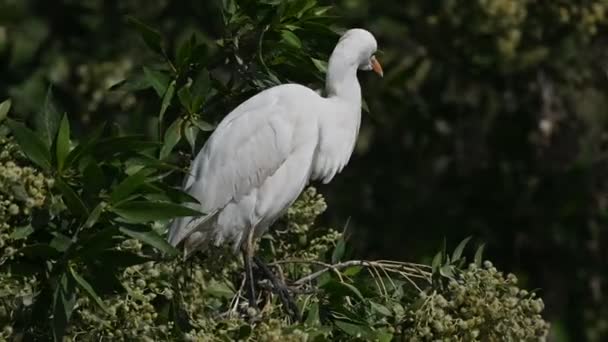 Βοοειδή Egret Περιπλανώμενα Στα Δέντρα Του Βάλτου Του Μπαχρέιν Για — Αρχείο Βίντεο