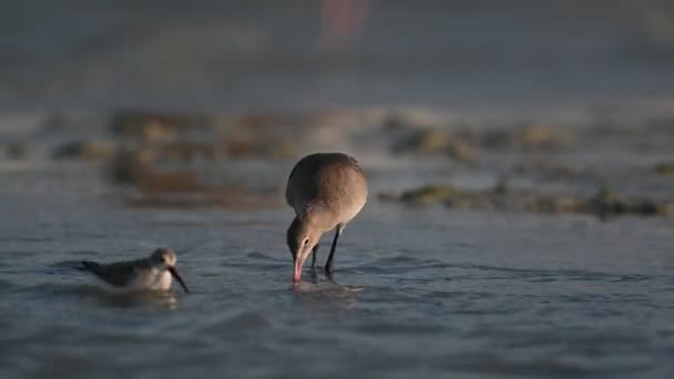 Godwit Digging Food Shallow Muddy Marsh Land Low Tide Bahrain — Stock Video