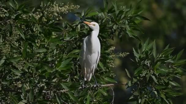 Skot Egret Putování Bažinách Stromů Bahrajnu Zadní Vody Pro Potraviny — Stock video