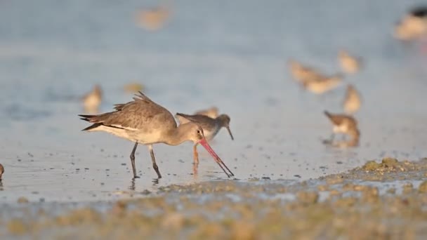 Godwit Wandering Food Muddy Marsh Land Low Tide Bahrain — Stock Video