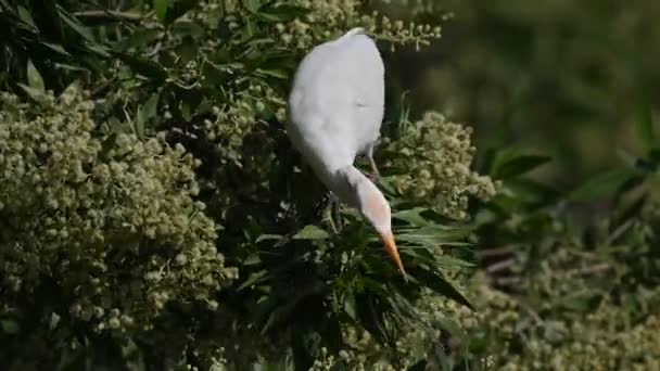 Kuhreiher Auf Nahrungssuche Den Bäumen Des Sumpflandes Von Bahrain — Stockvideo