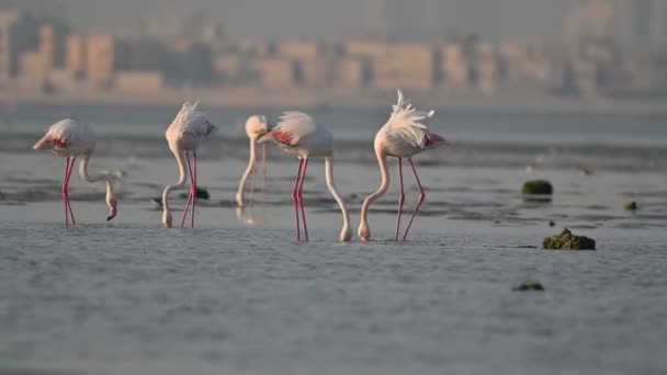 Ptaki Wędrowne Większe Flamingi Wędrujące Płytkich Morskich Bagnach Podczas Odpływu — Wideo stockowe