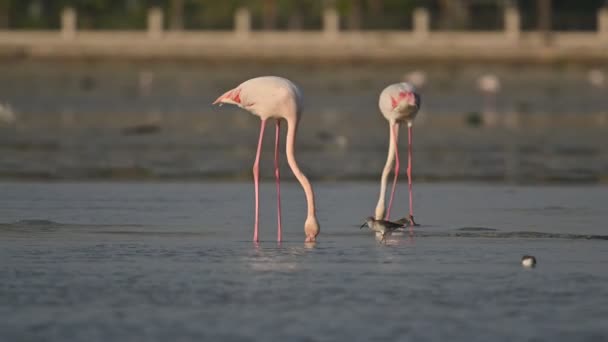 Aves Migratorias Flamencos Mayores Deambulando Tierra Pantanosa Aguas Poco Profundas — Vídeos de Stock