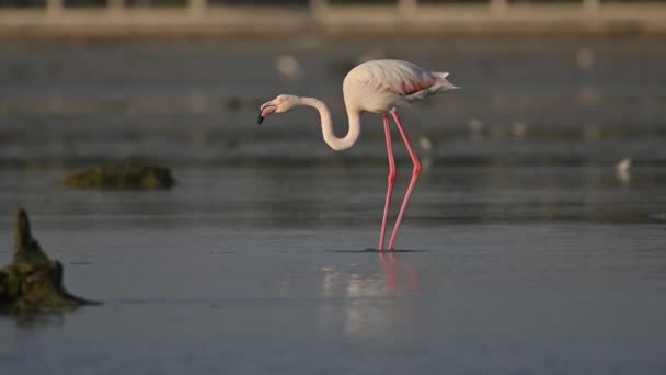 Zugvögel Große Flamingos Wandern Bei Ebbe Flachen Seewasser Sumpfland Bahrain — Stockvideo