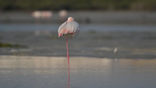 Aves Migratorias Gran Flamenco Descansando Tierra Pantanosa Aguas Poco Profundas — Vídeos de Stock
