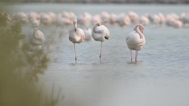 Великі Фламінго Мандрують Мілкими Морськими Мангровими Лісами Бахрейну — стокове відео