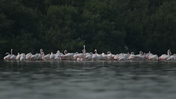Flyttande Fåglar Större Flamingos Vandrar Mangrove Vid Lågvatten Bahrain — Stockvideo